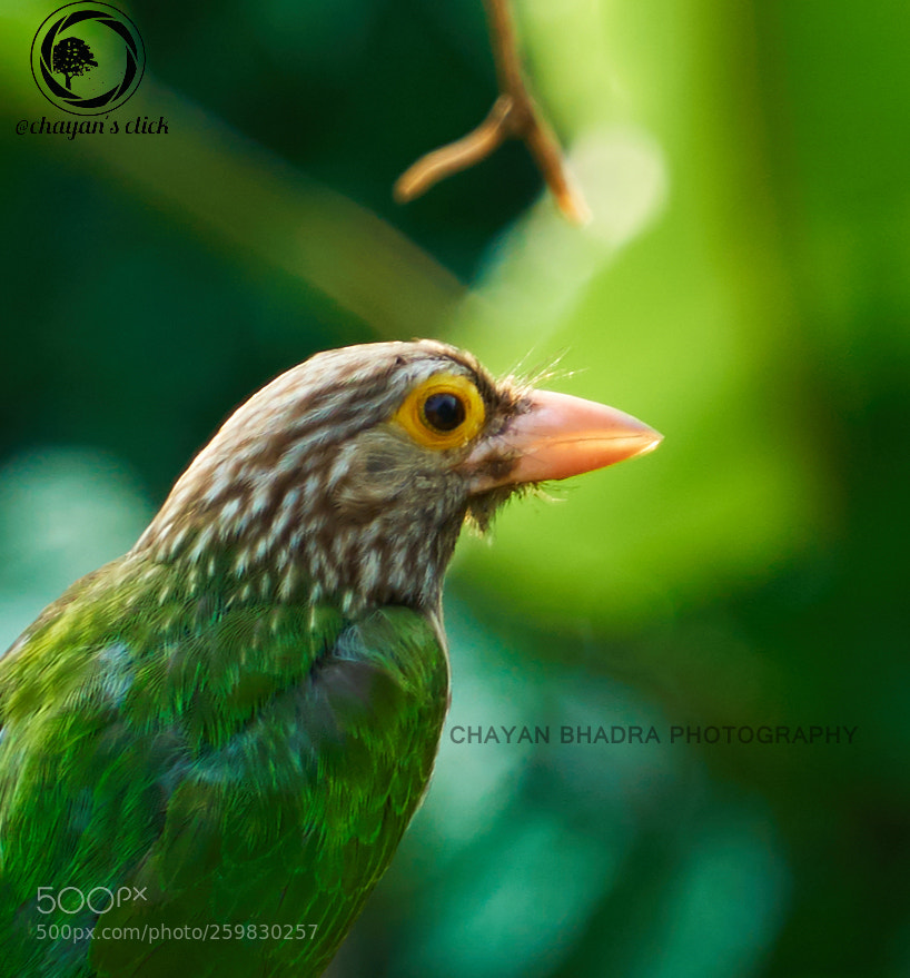 Sony a6300 sample photo. Id-lineated barbet photography
