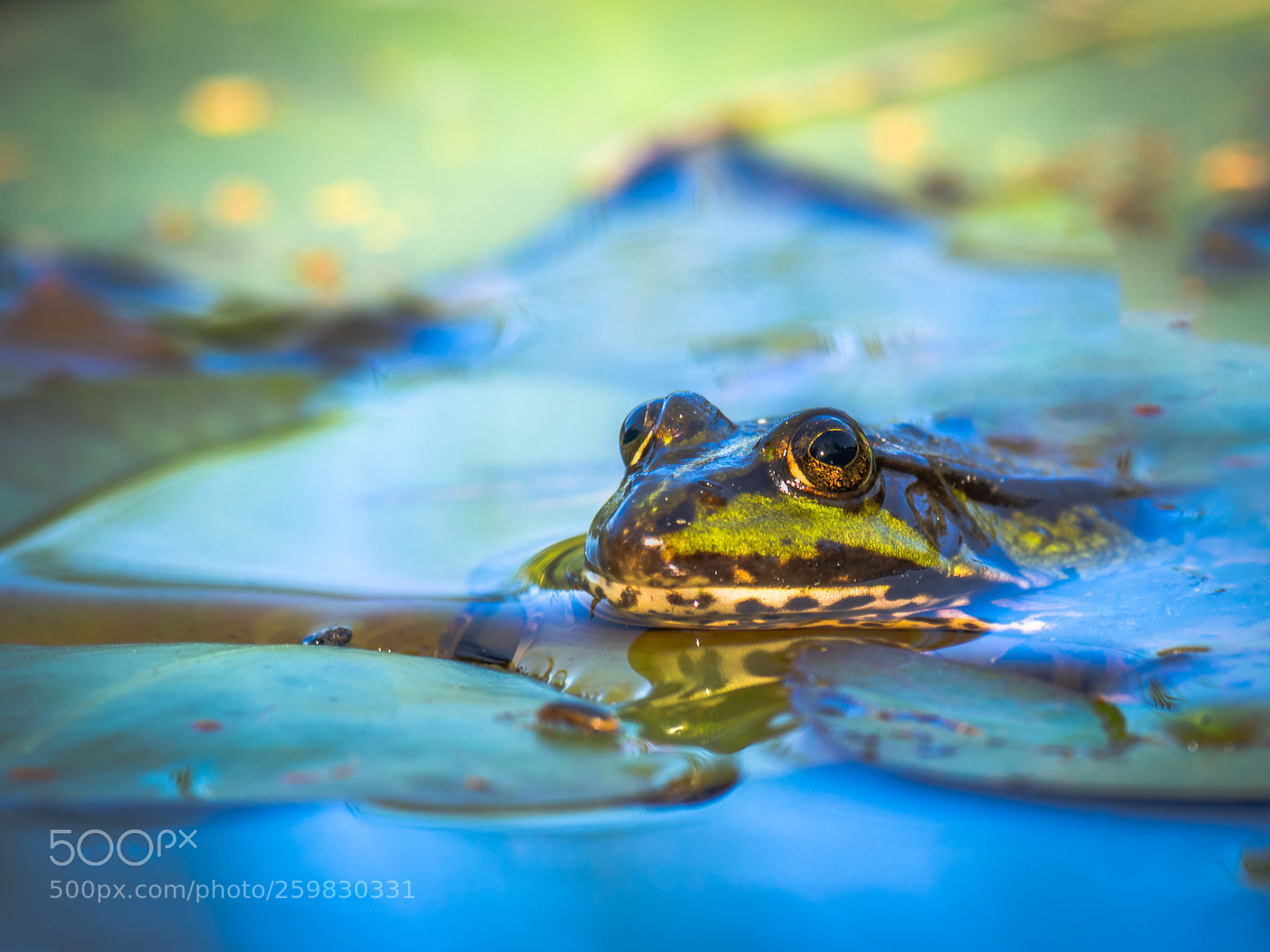 Olympus OM-D E-M10 sample photo. A frog in the photography