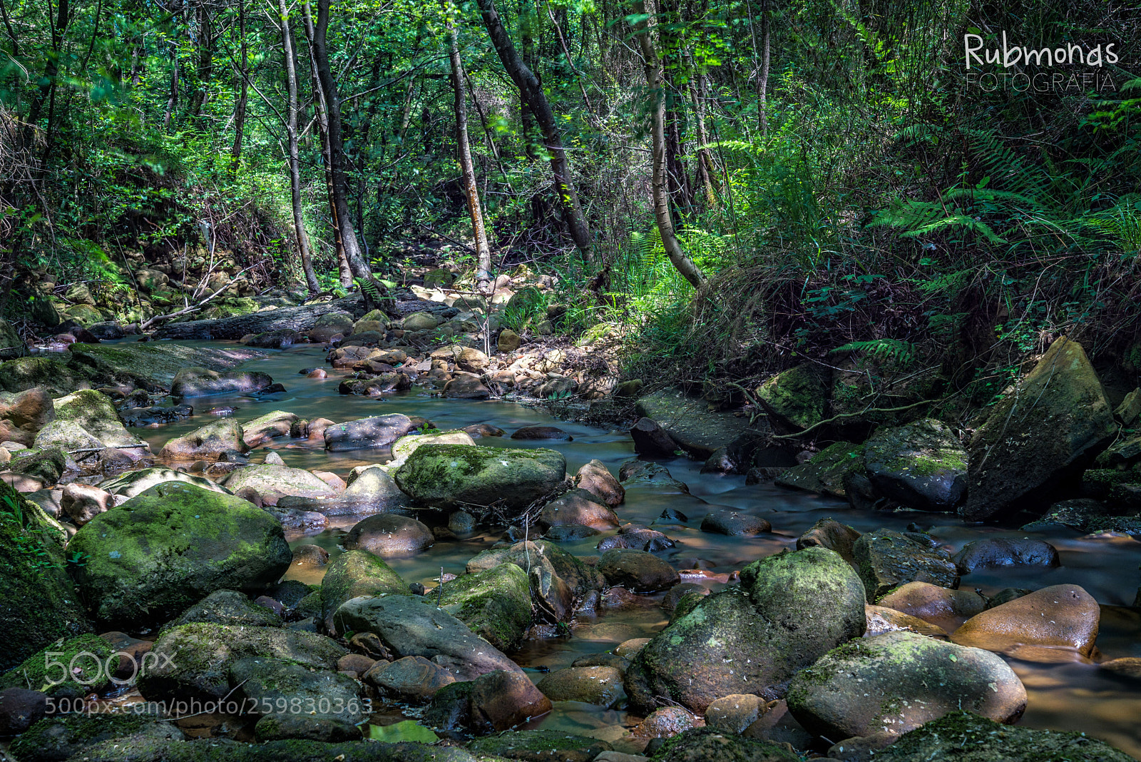 Nikon D600 sample photo. The jungle 02 photography