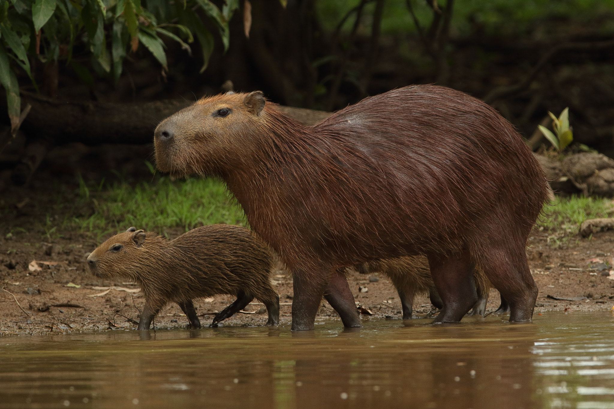 Canon EOS 7D Mark II + Canon EF 300mm F2.8L IS USM sample photo. Capybara photography