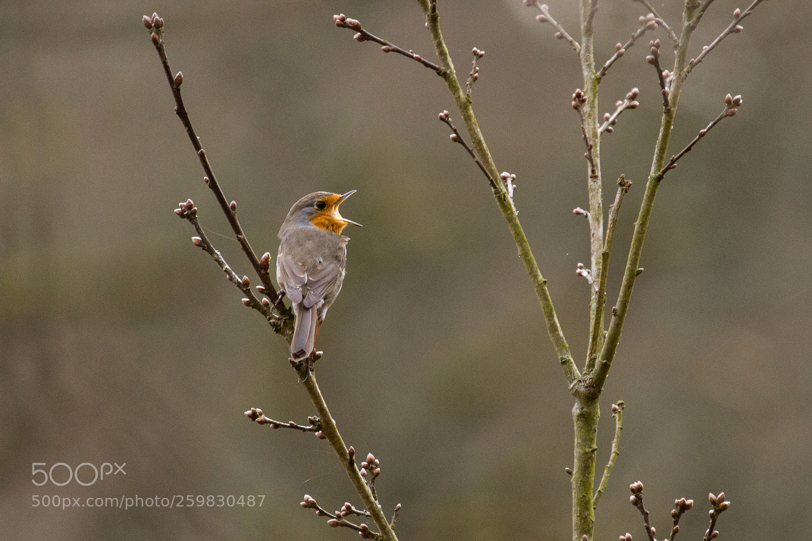 Canon EOS 7D sample photo. Robin at burg eltz photography
