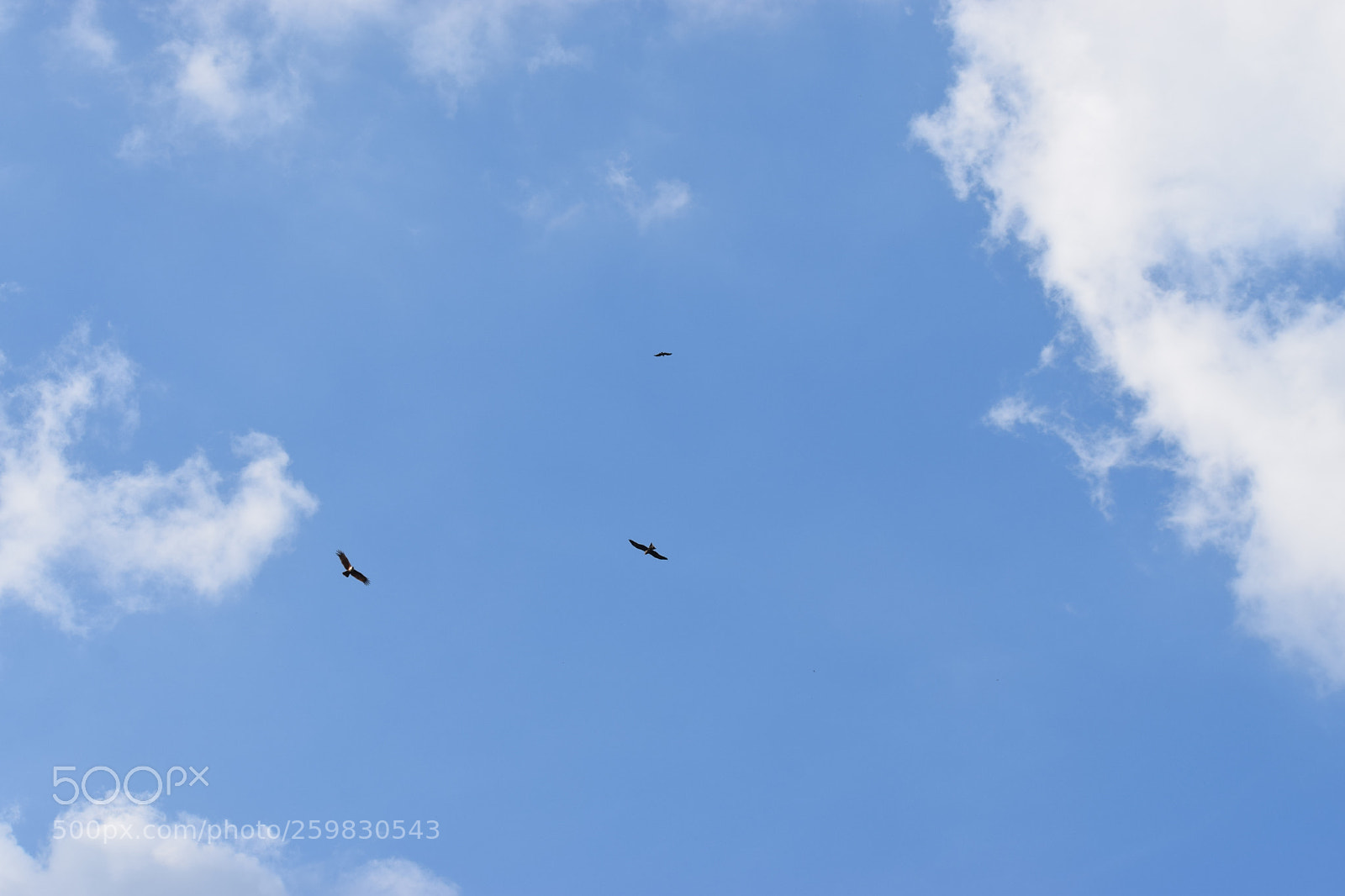 Nikon D5300 sample photo. Birds in small circle photography