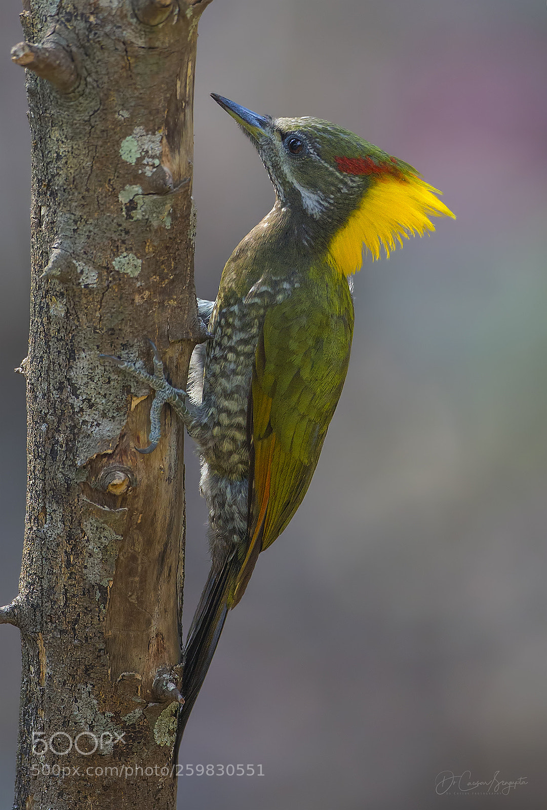 Canon EOS-1D X sample photo. Lesser yellownape photography