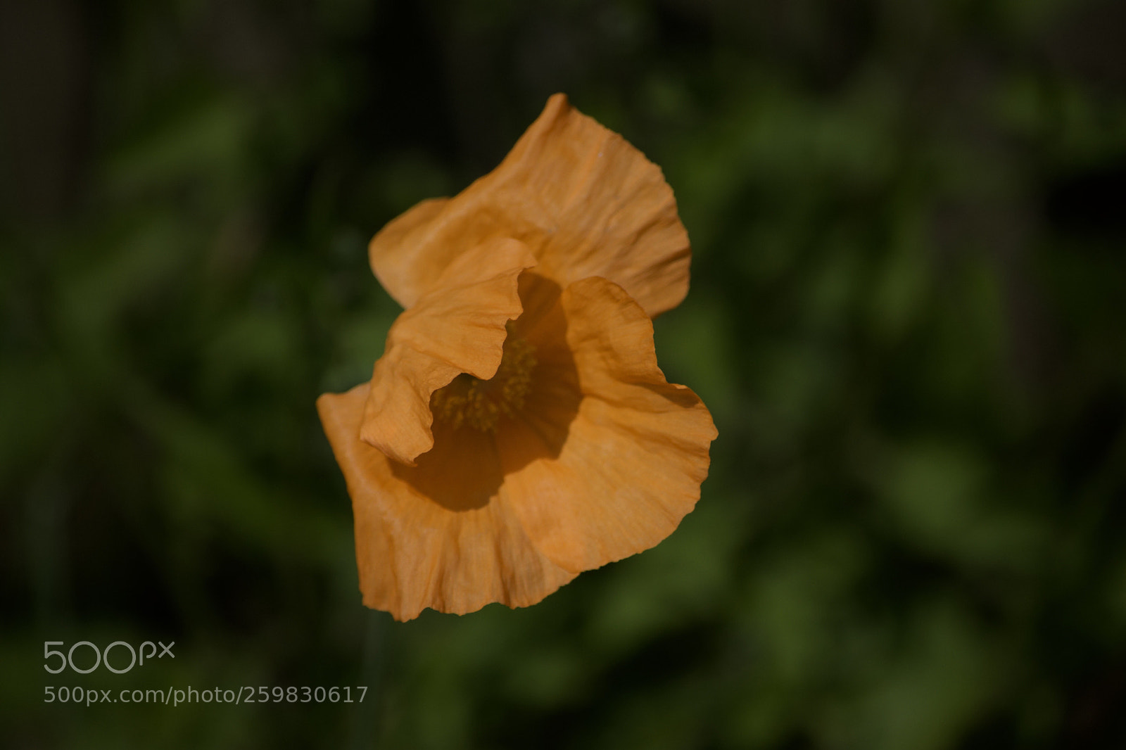 Nikon D3400 sample photo. Flower power photography