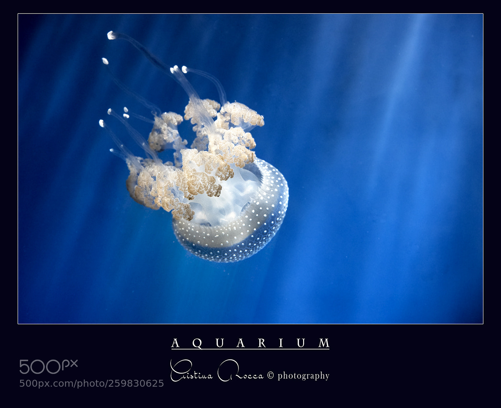 Nikon D750 sample photo. Aquarium photography