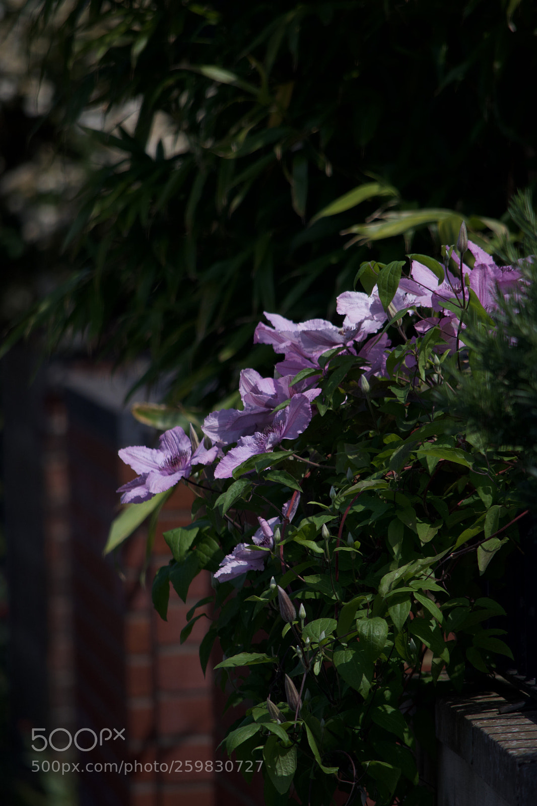 Nikon D3400 sample photo. Flowers photography