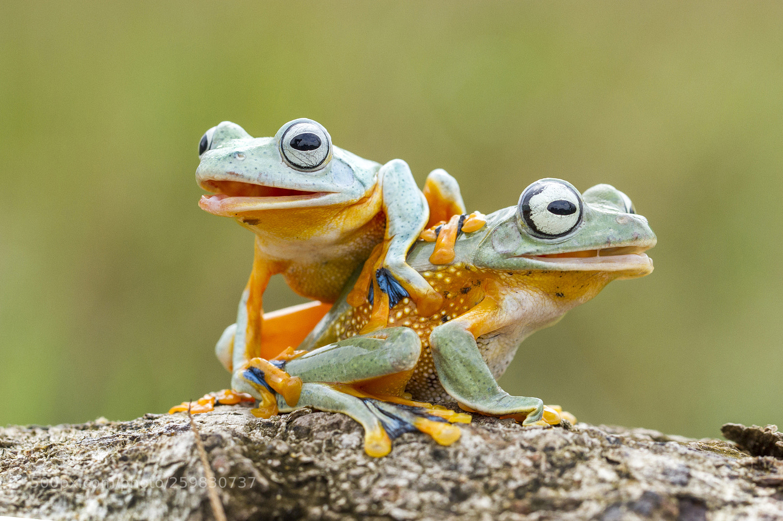Canon EOS 7D sample photo. 2frog photography