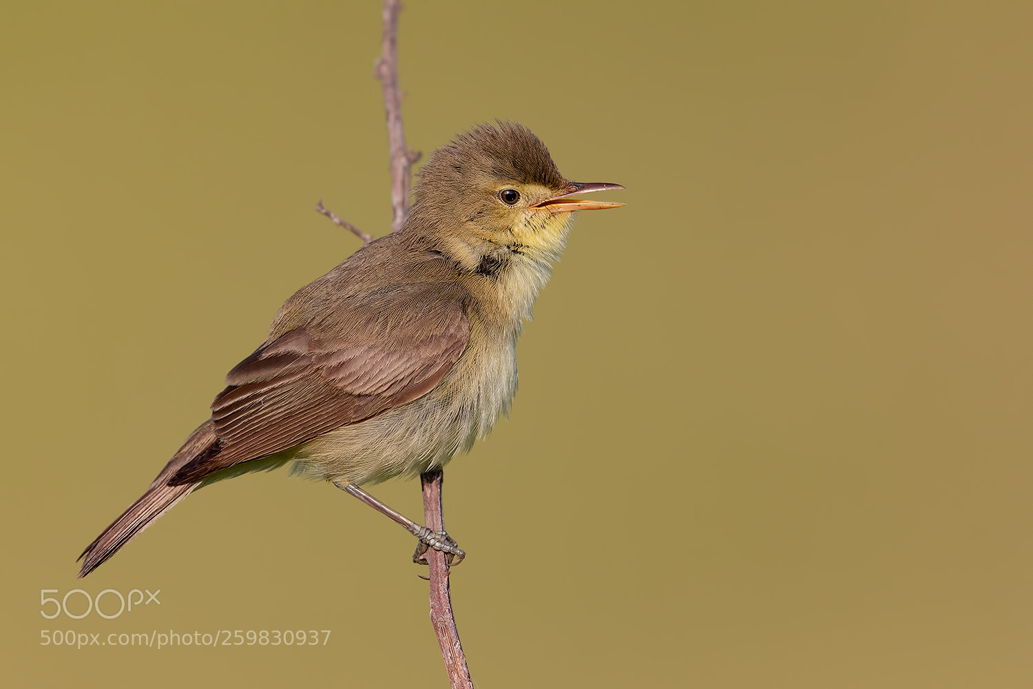 Canon EOS 5D Mark IV sample photo. Melodius warbler - canapino photography