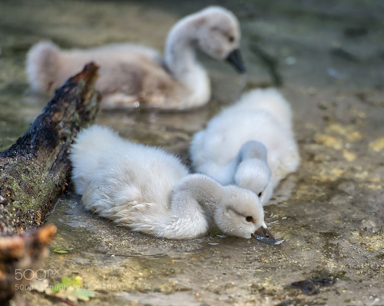 Nikon D800 sample photo. Mini swans photography