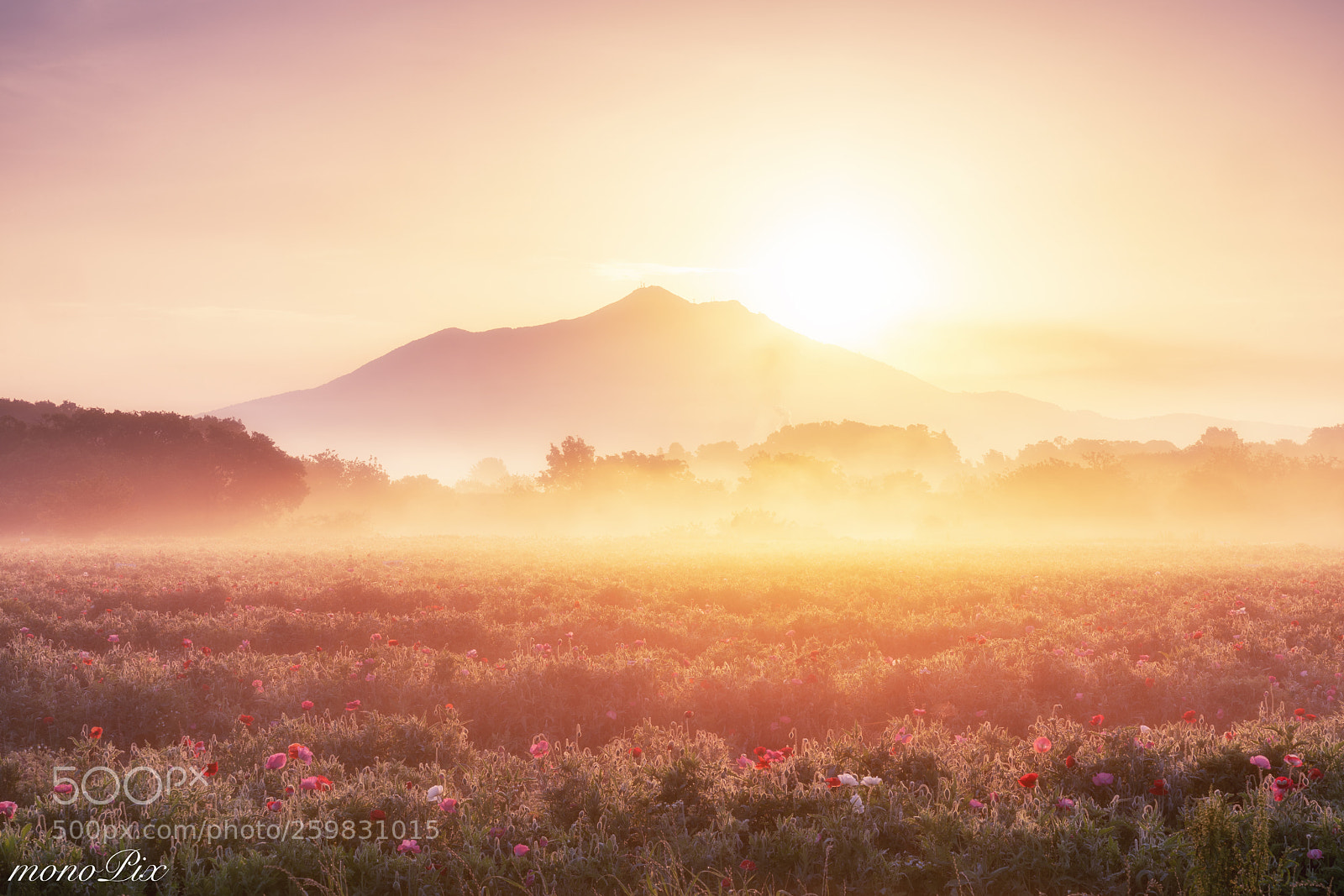 Sony a7R III sample photo. Golden mist photography