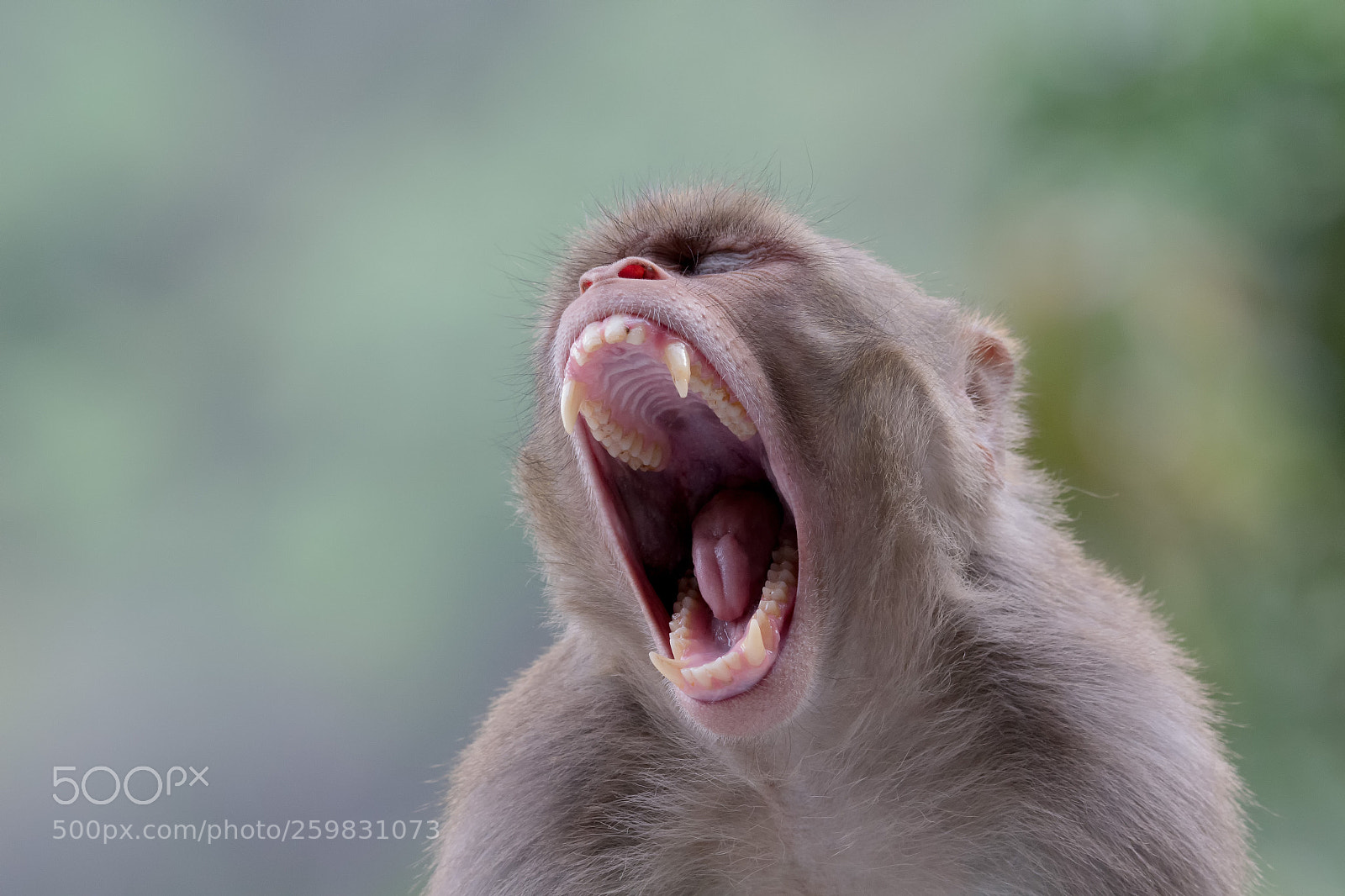 Canon EOS 700D (EOS Rebel T5i / EOS Kiss X7i) sample photo. Rhesus macaque photography