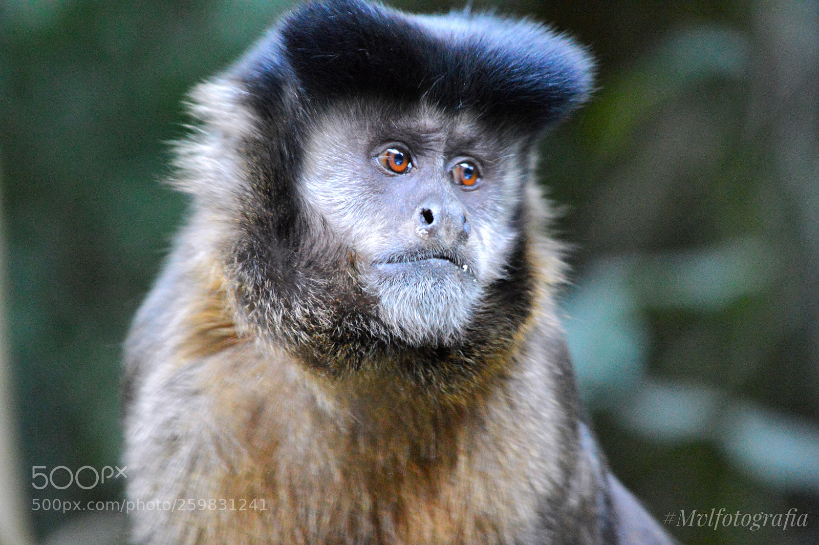 Nikon D3200 sample photo. Macaco photography