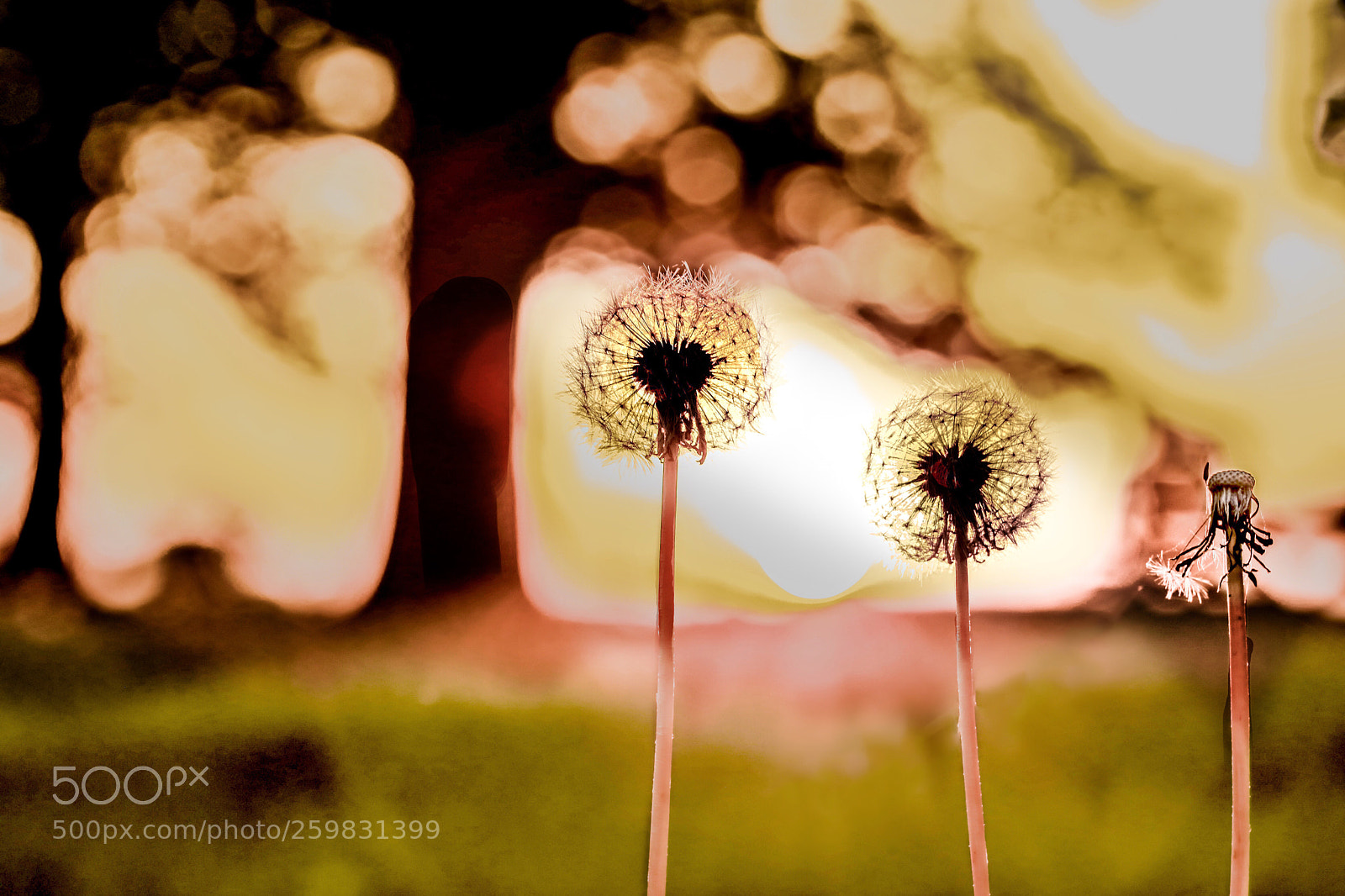 Canon EOS 5D Mark IV sample photo. Blow balls photography