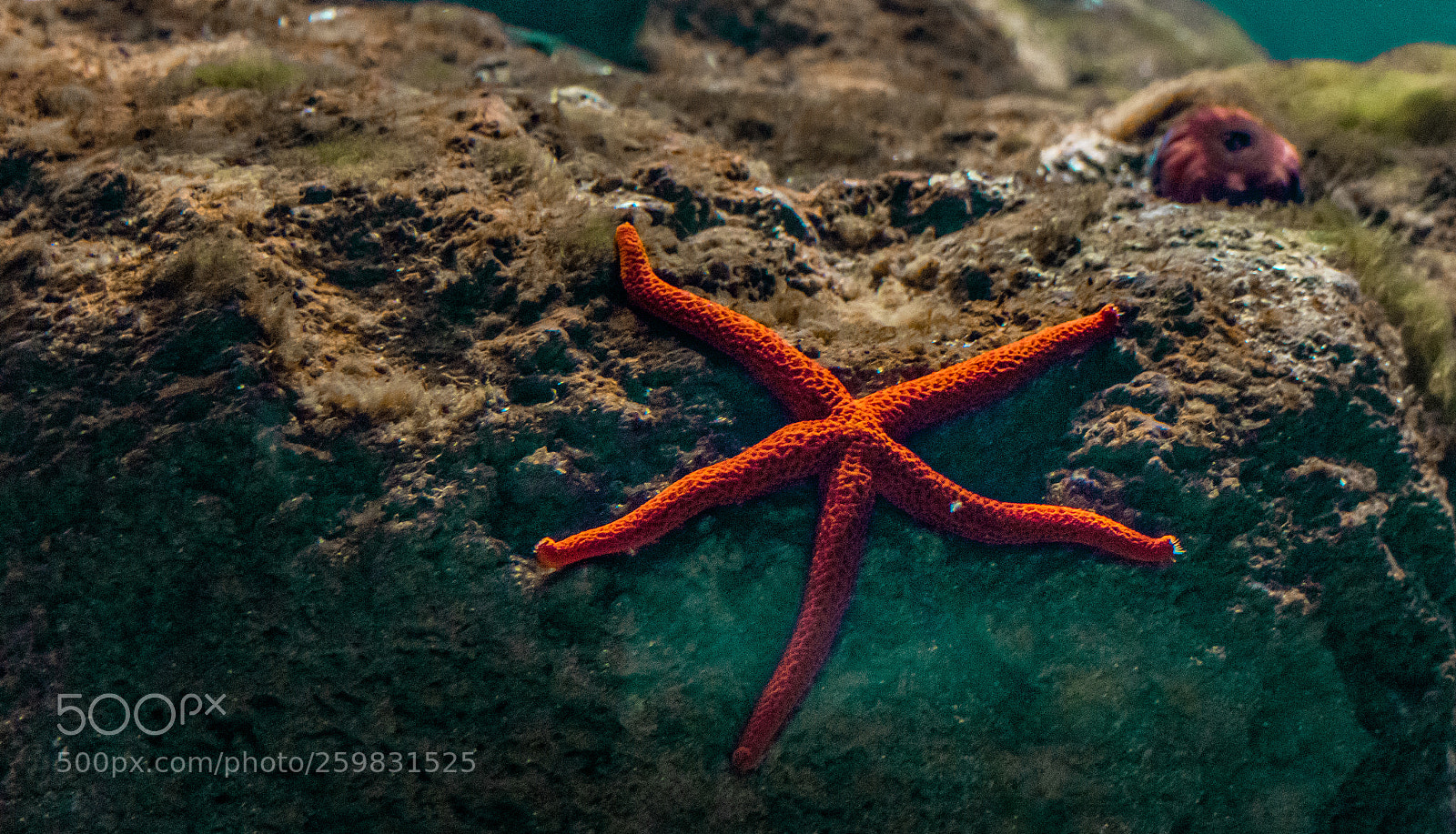 Canon EOS 1300D (EOS Rebel T6 / EOS Kiss X80) sample photo. Starfish photography
