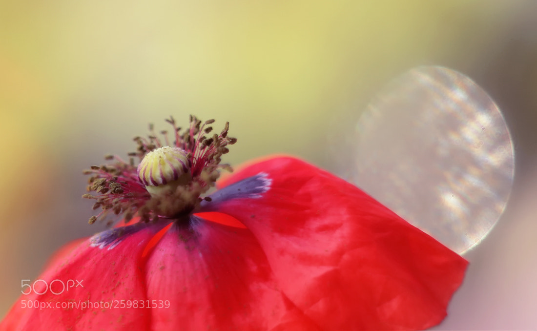 Canon EOS 5D Mark II sample photo. Springtime photography