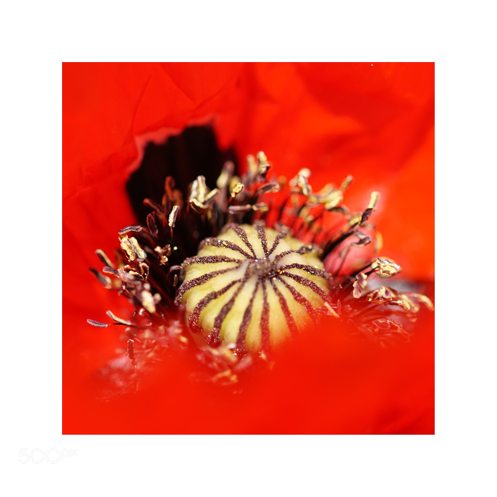 Sony ILCA-77M2 sample photo. Rouge photography