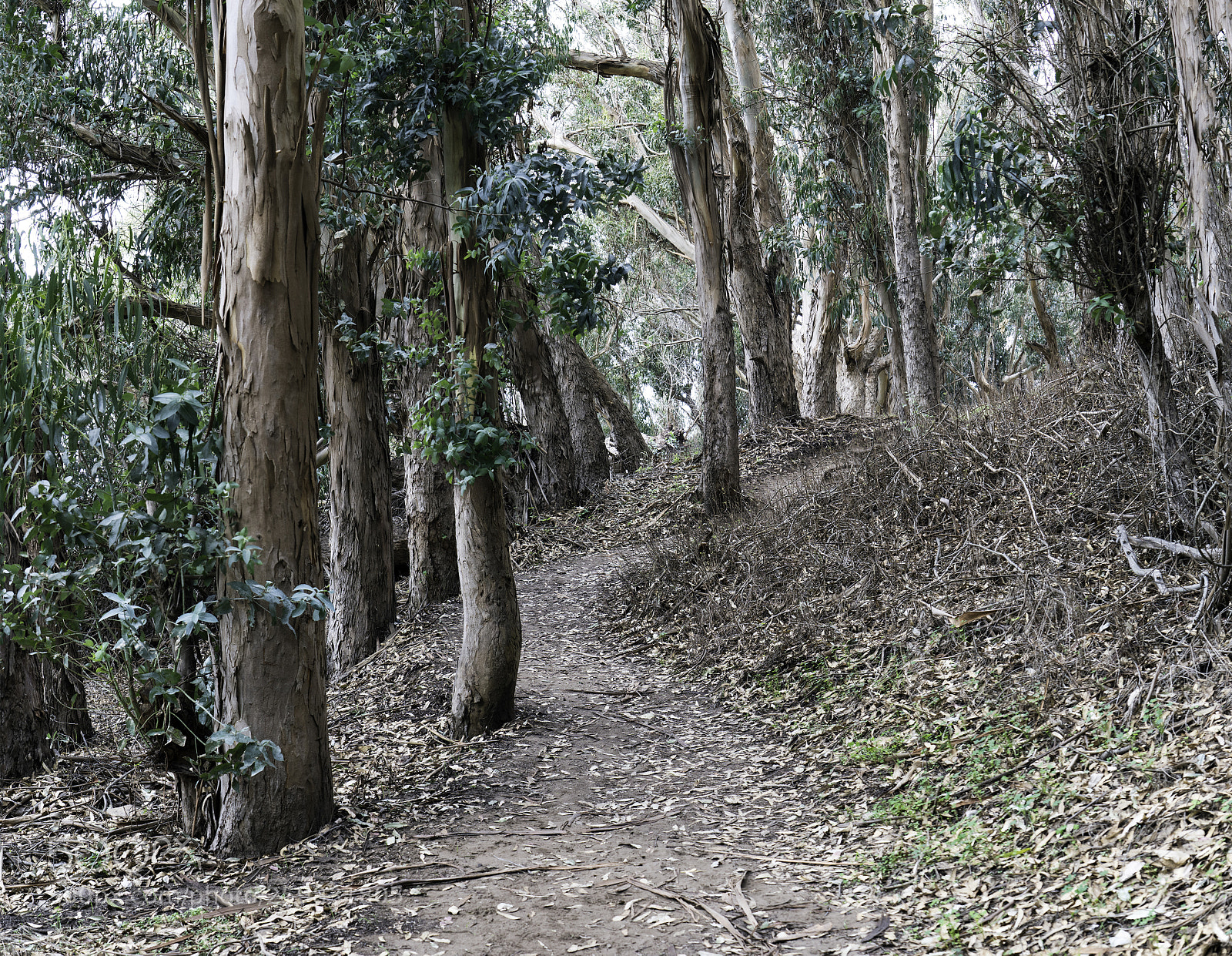 Sony a7R II sample photo. Hiking trail photography