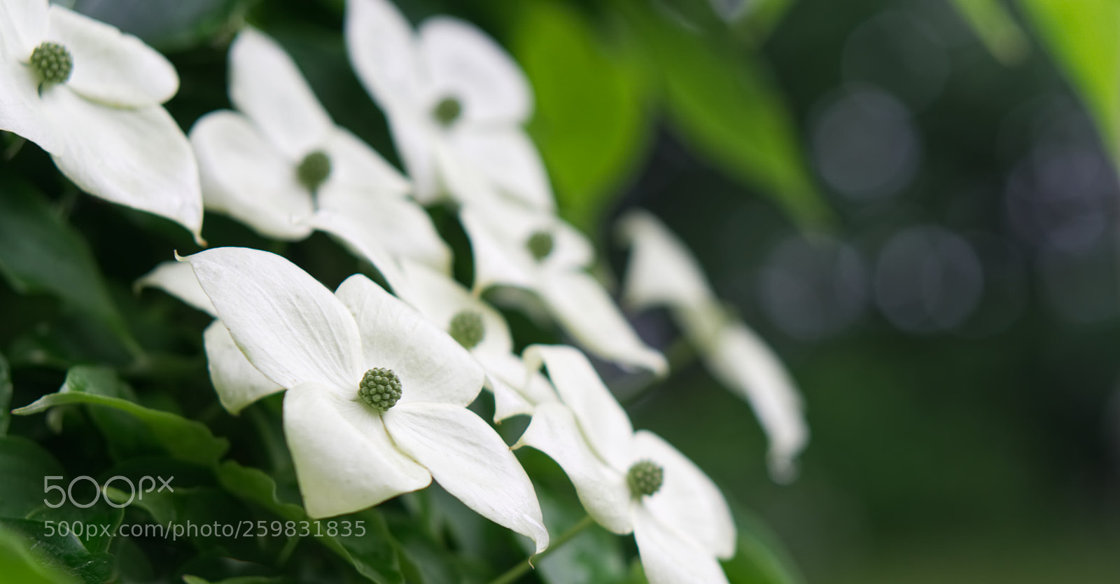 Sony a6000 sample photo. Morning dogwood photography