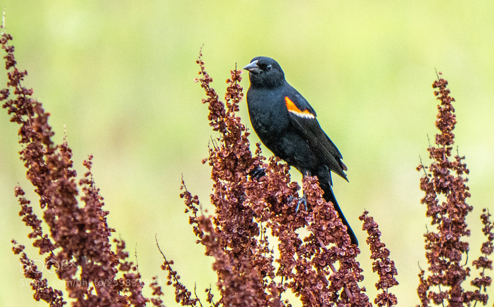 Olympus OM-D E-M1 Mark II sample photo. Red-winged blackbird photography