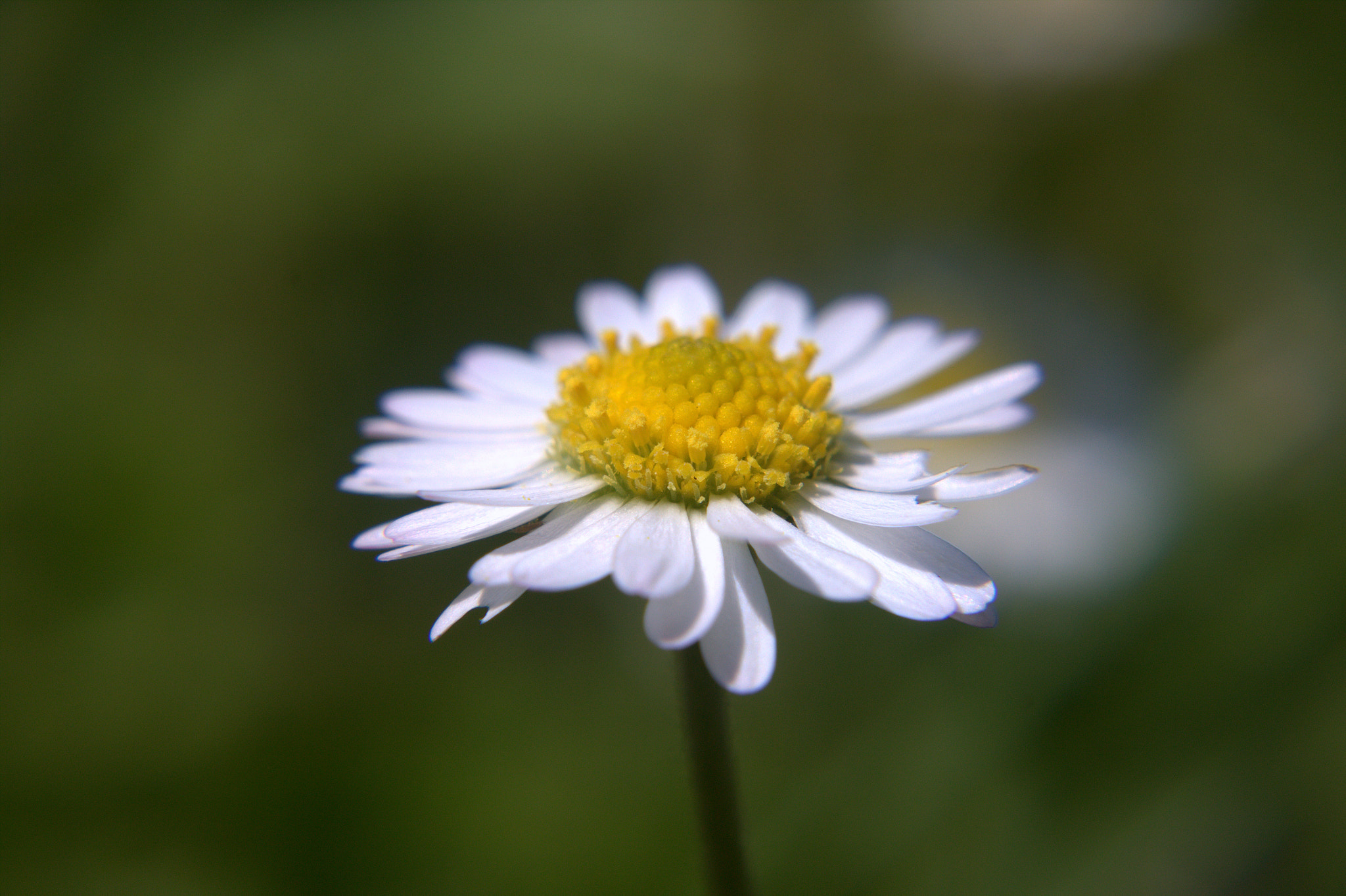 Canon 50mm sample photo. Daisy photography