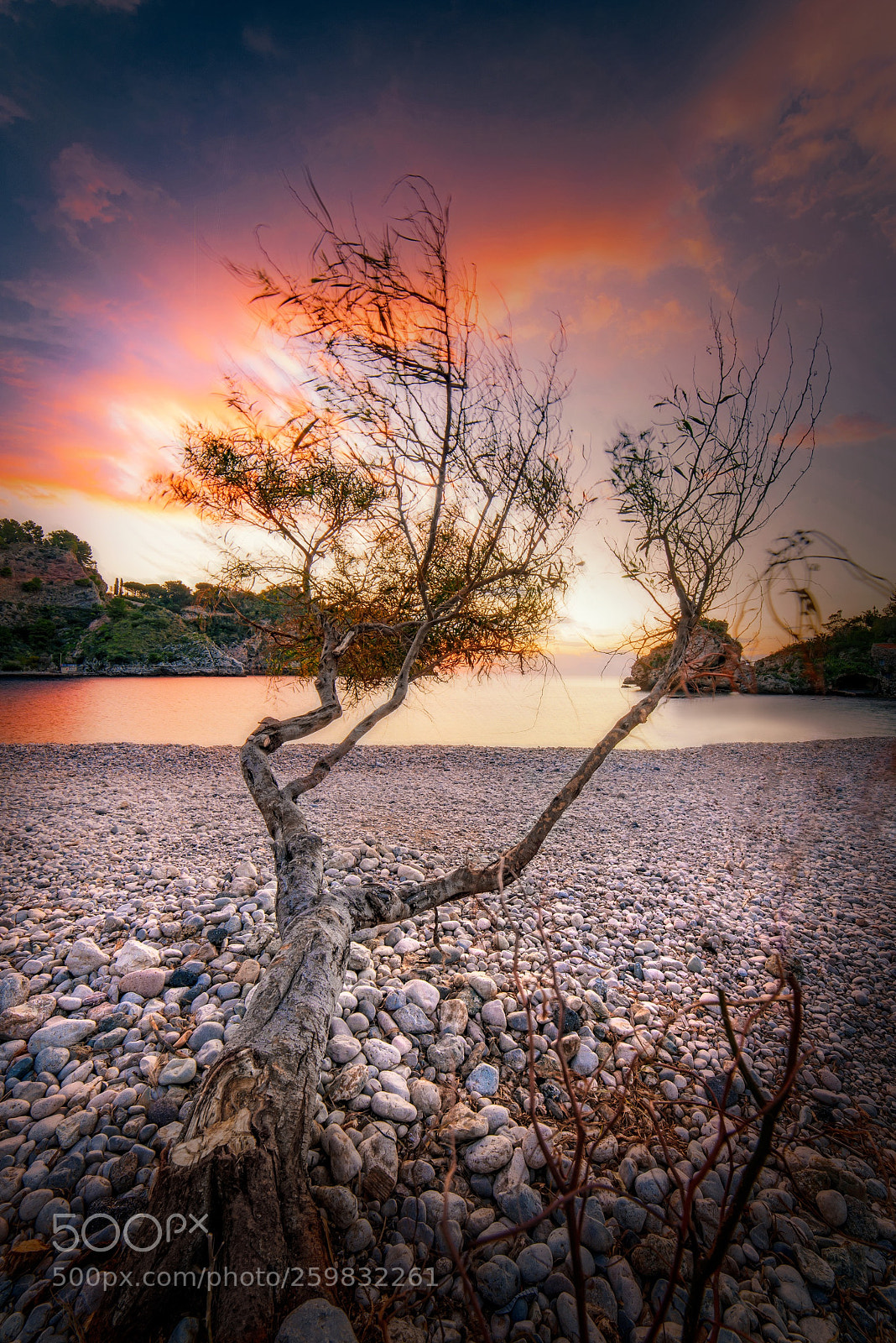 Nikon D750 sample photo. Tree of colors clouds photography