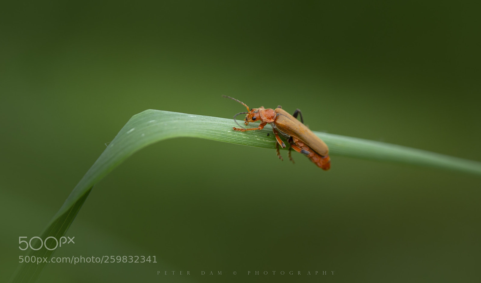 Canon EOS-1D X sample photo. Common red soldier beetle photography