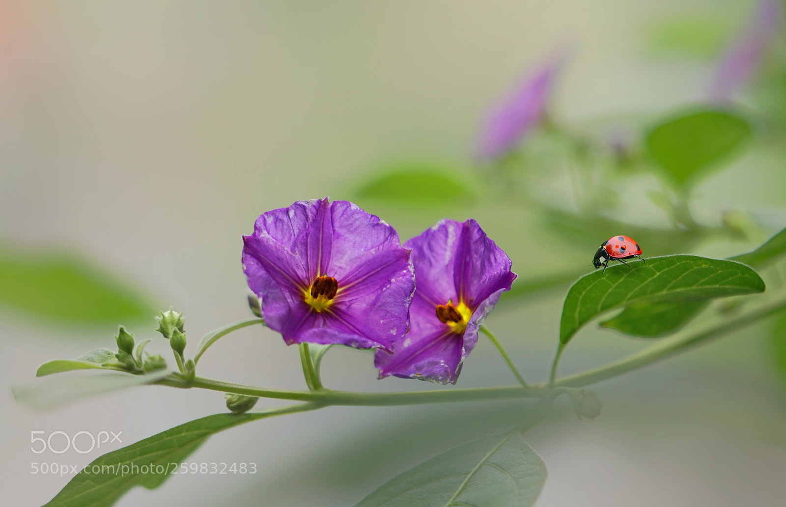 Sony a6300 sample photo. Ladybug photography