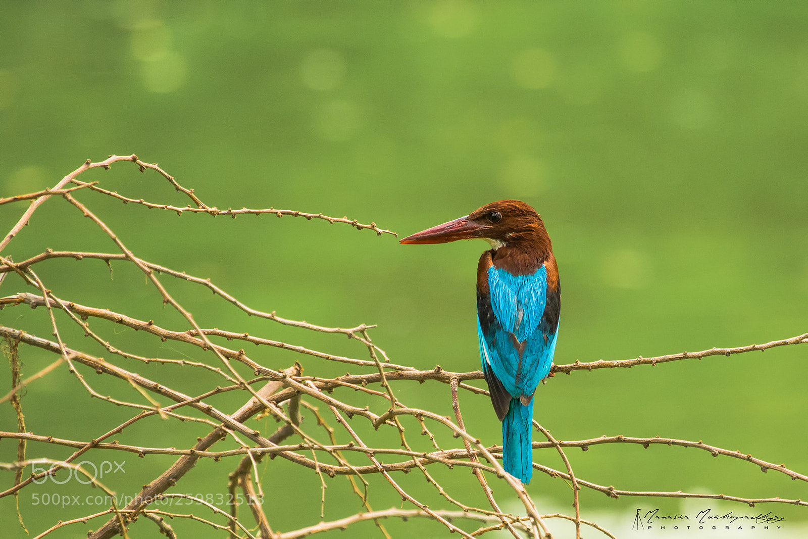 Canon EOS 7D Mark II sample photo. Waiting on the perch photography