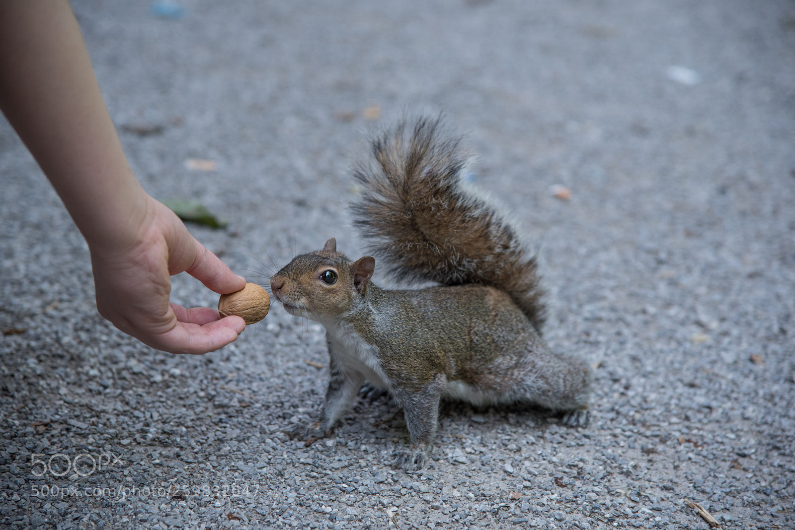 Nikon D750 sample photo. Non so se mi photography