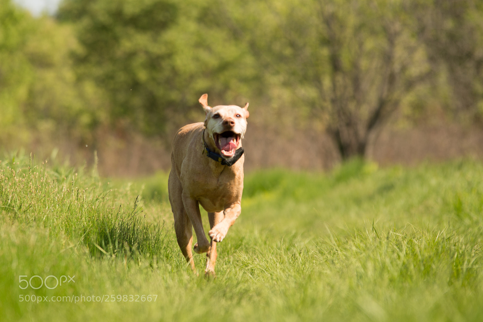 Nikon D7100 sample photo. Happy photography