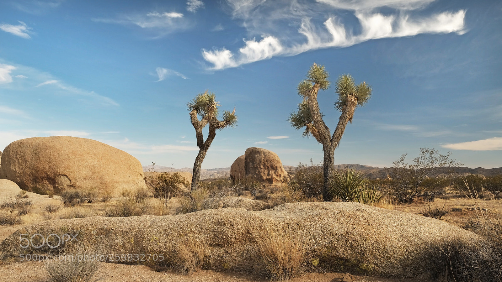 Fujifilm X-T2 sample photo. Joshua tree photography