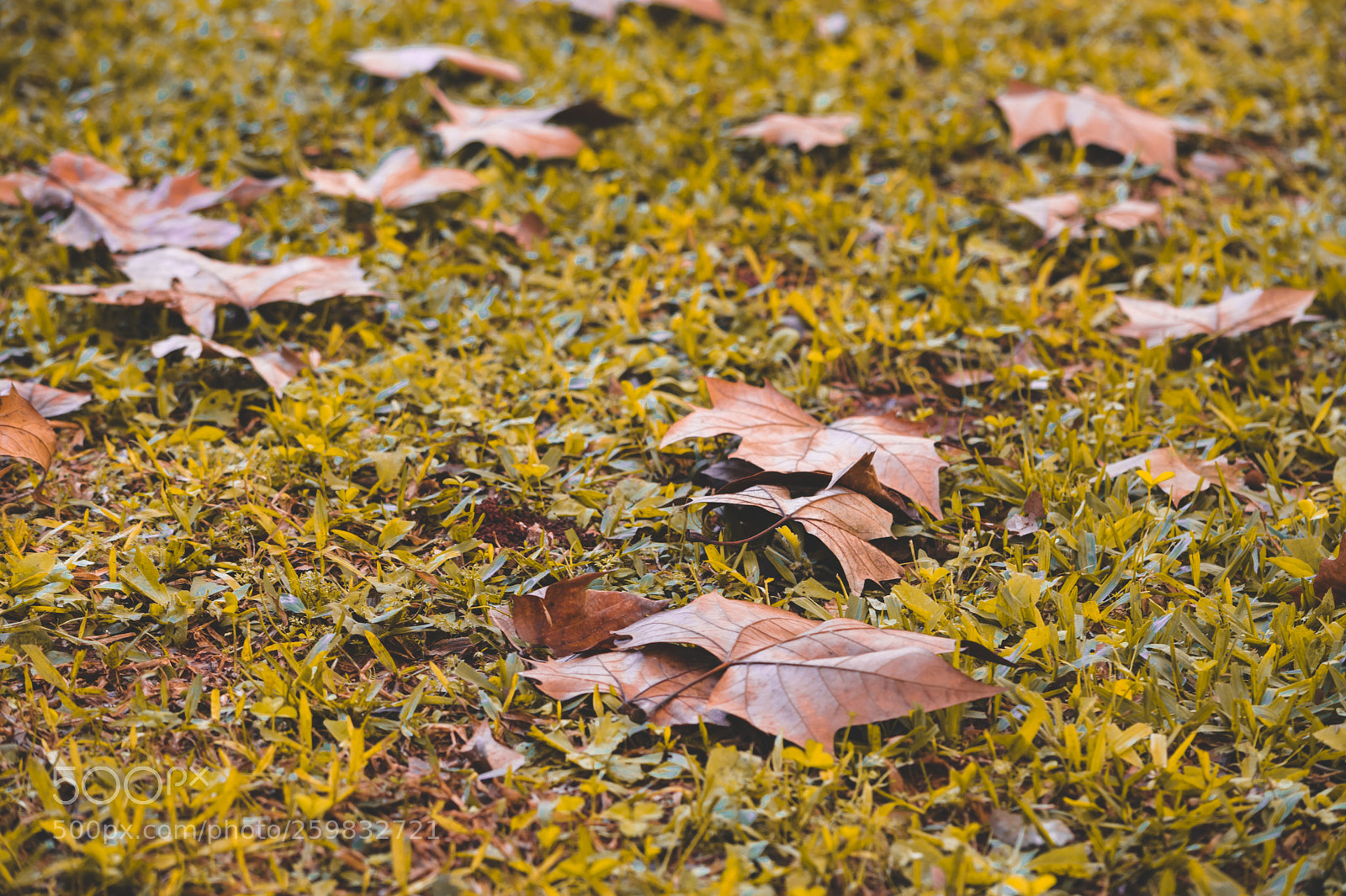 Nikon D5300 sample photo. Fall is here photography