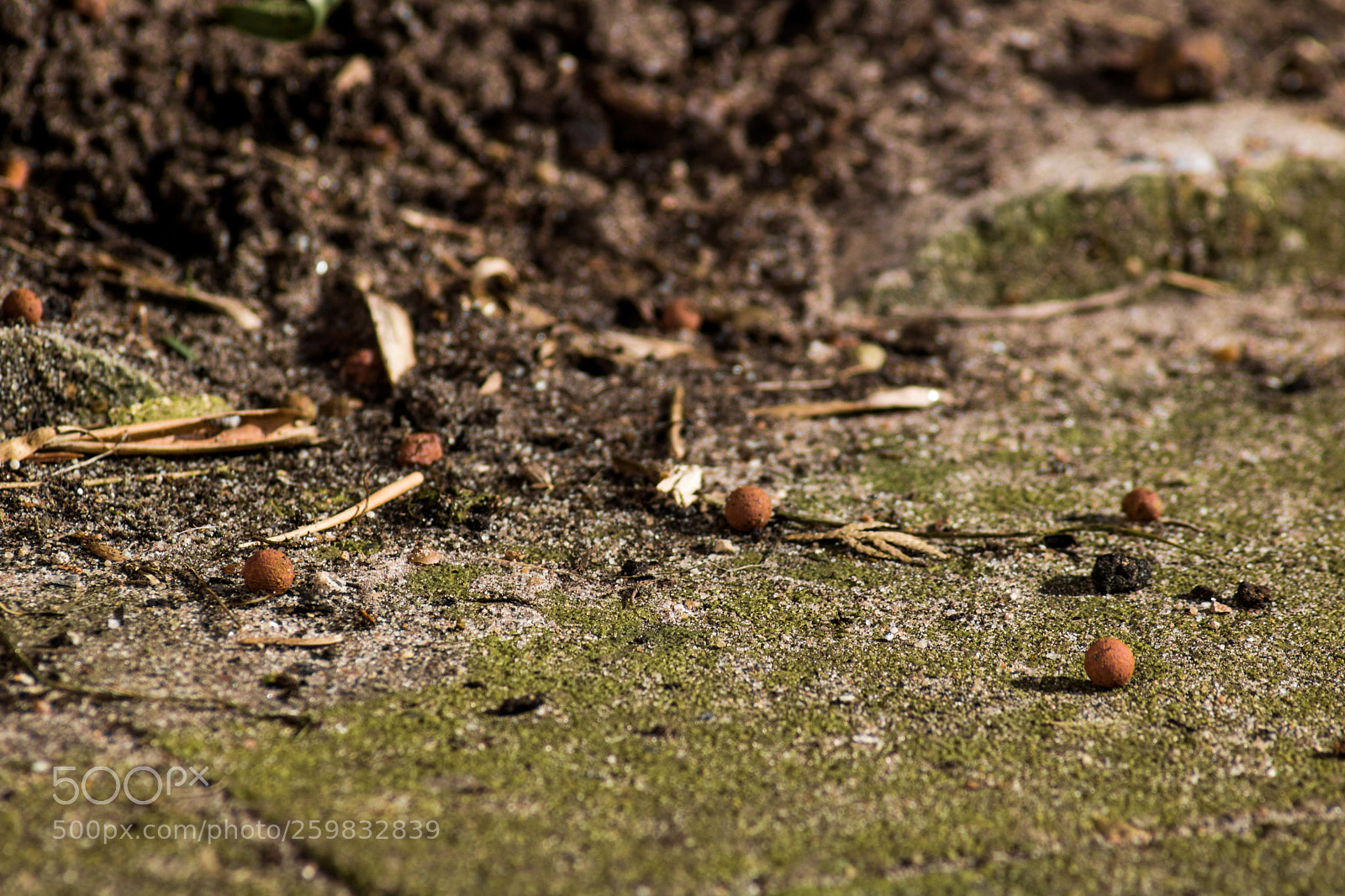 Canon EOS 750D (EOS Rebel T6i / EOS Kiss X8i) sample photo. Like a tiny wonderland photography
