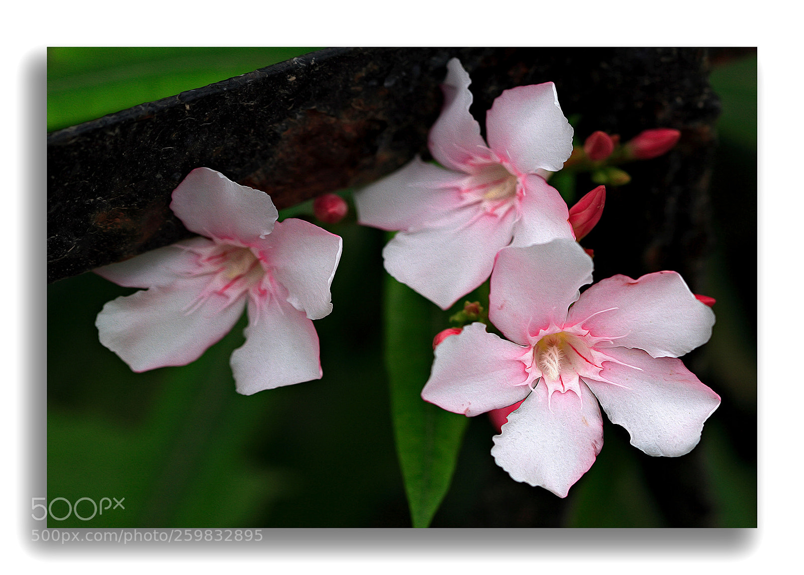 Canon EOS 5D sample photo. F1 photography