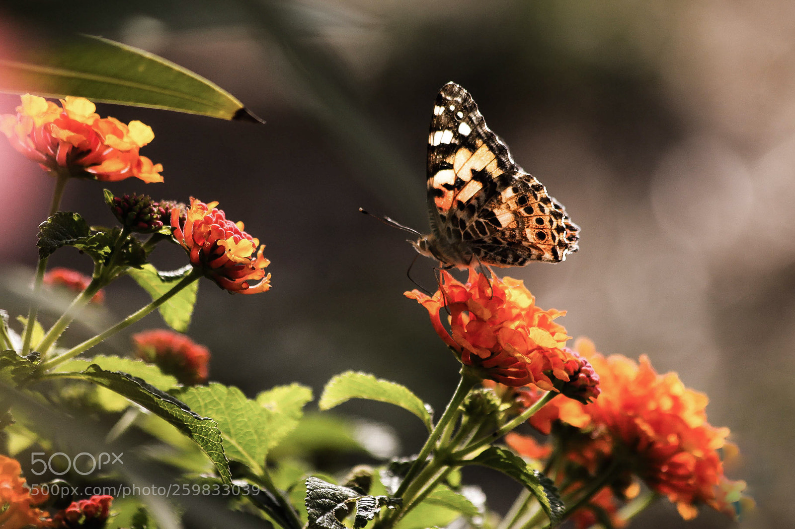 Canon EOS 70D sample photo. Natural photography