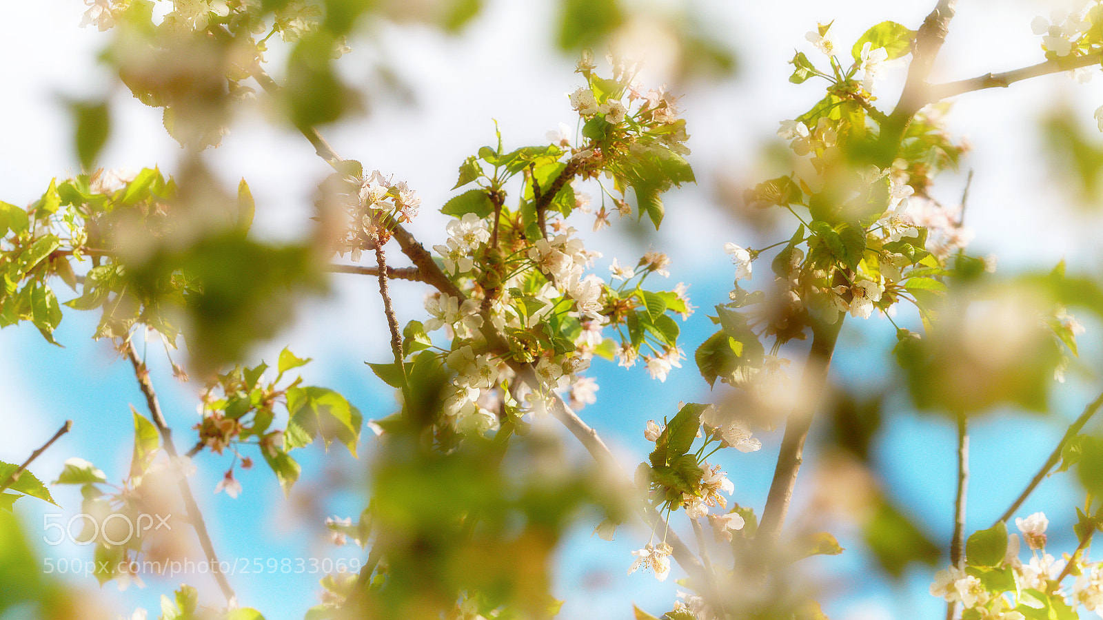 Fujifilm X-T1 sample photo. In may photography