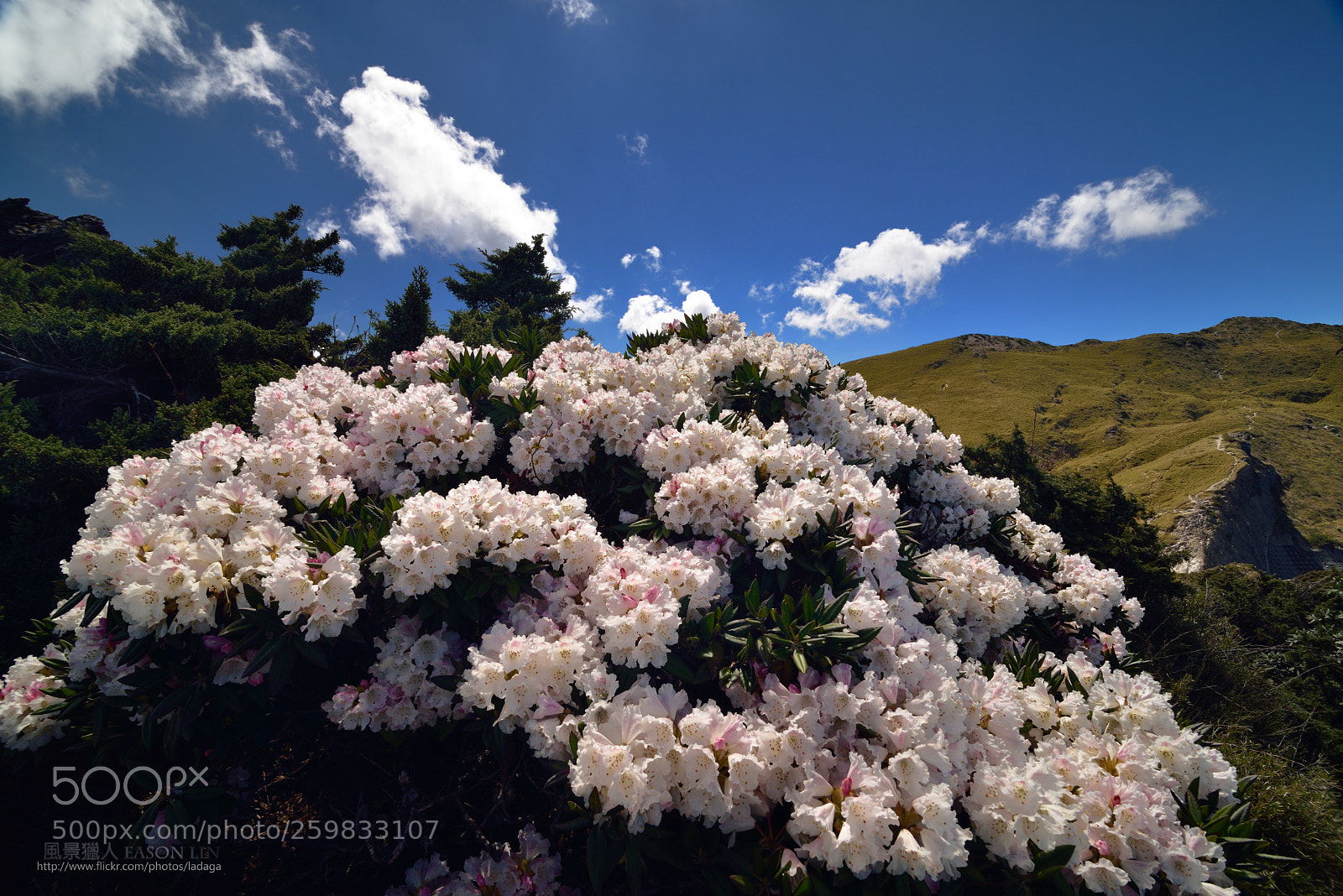 Nikon D810 sample photo. 高山上的繡球 photography
