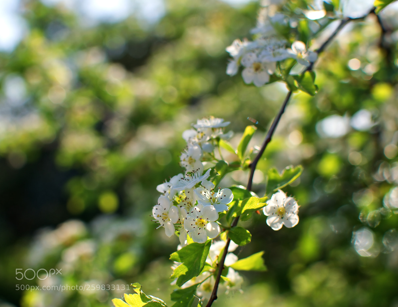 Nikon D5300 sample photo. Cherry blossom photography