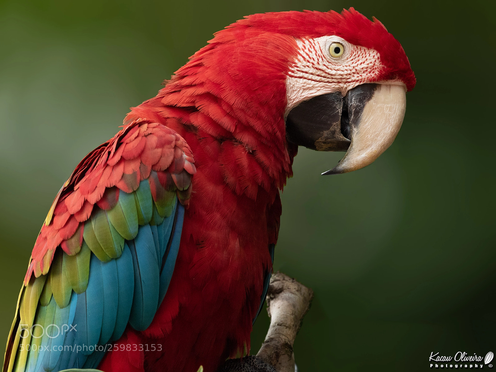 Canon EOS 7D Mark II sample photo. Scarlet macaw photography