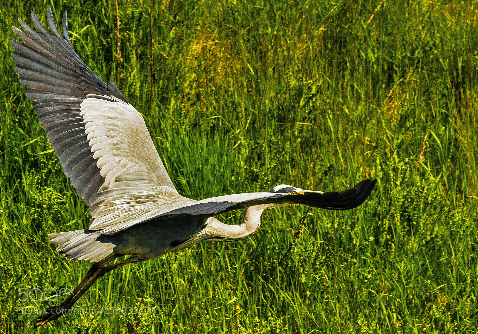 Nikon D5300 sample photo. Shy in flight photography