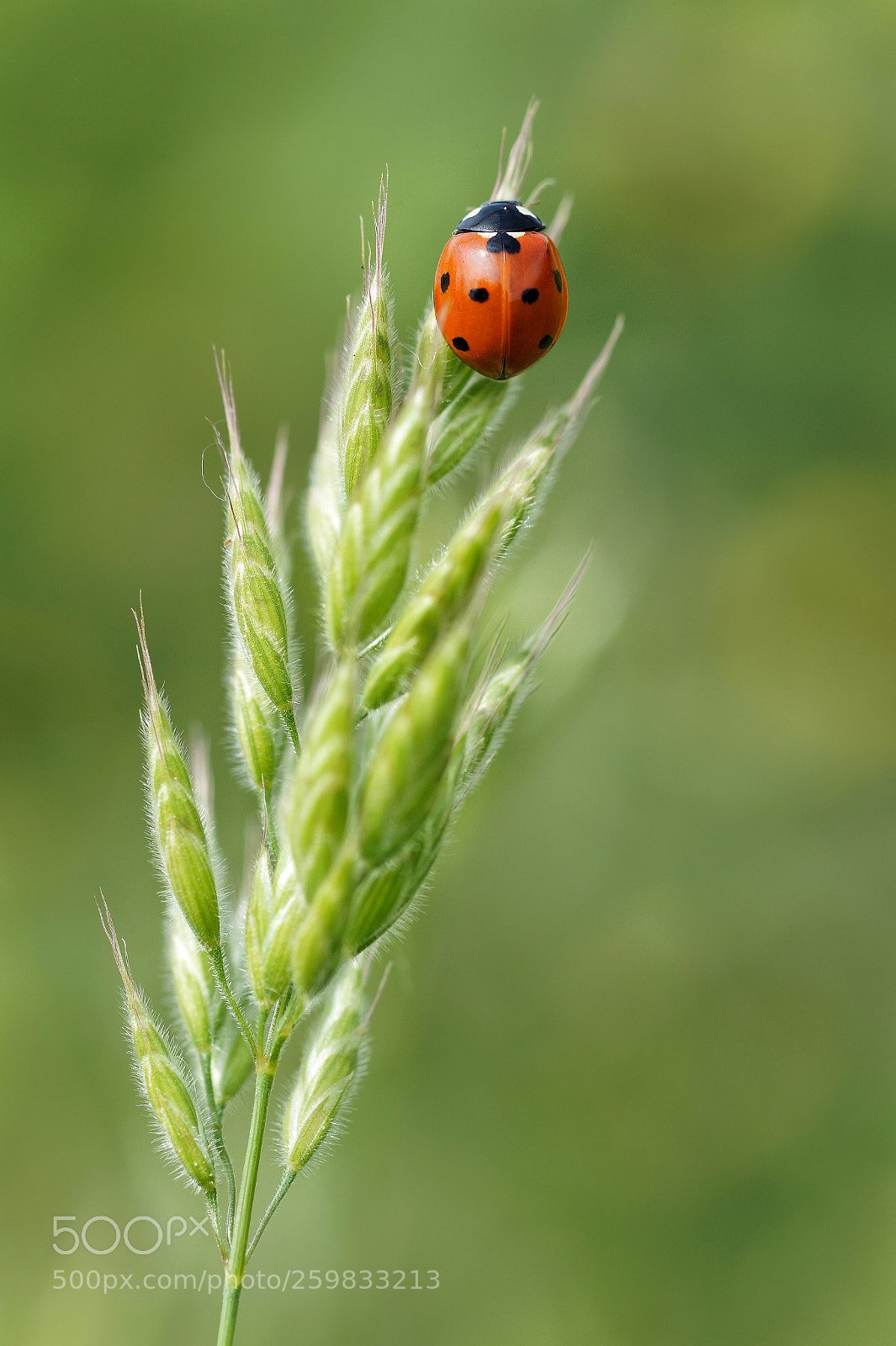 Sony SLT-A58 sample photo. Macro one photography