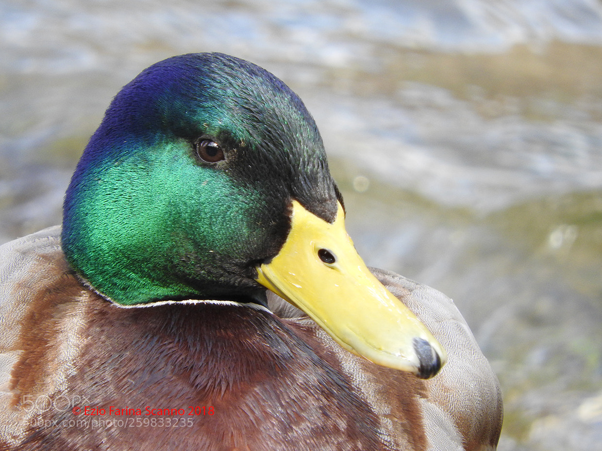 Nikon Coolpix P610 sample photo. Ti guardo photography
