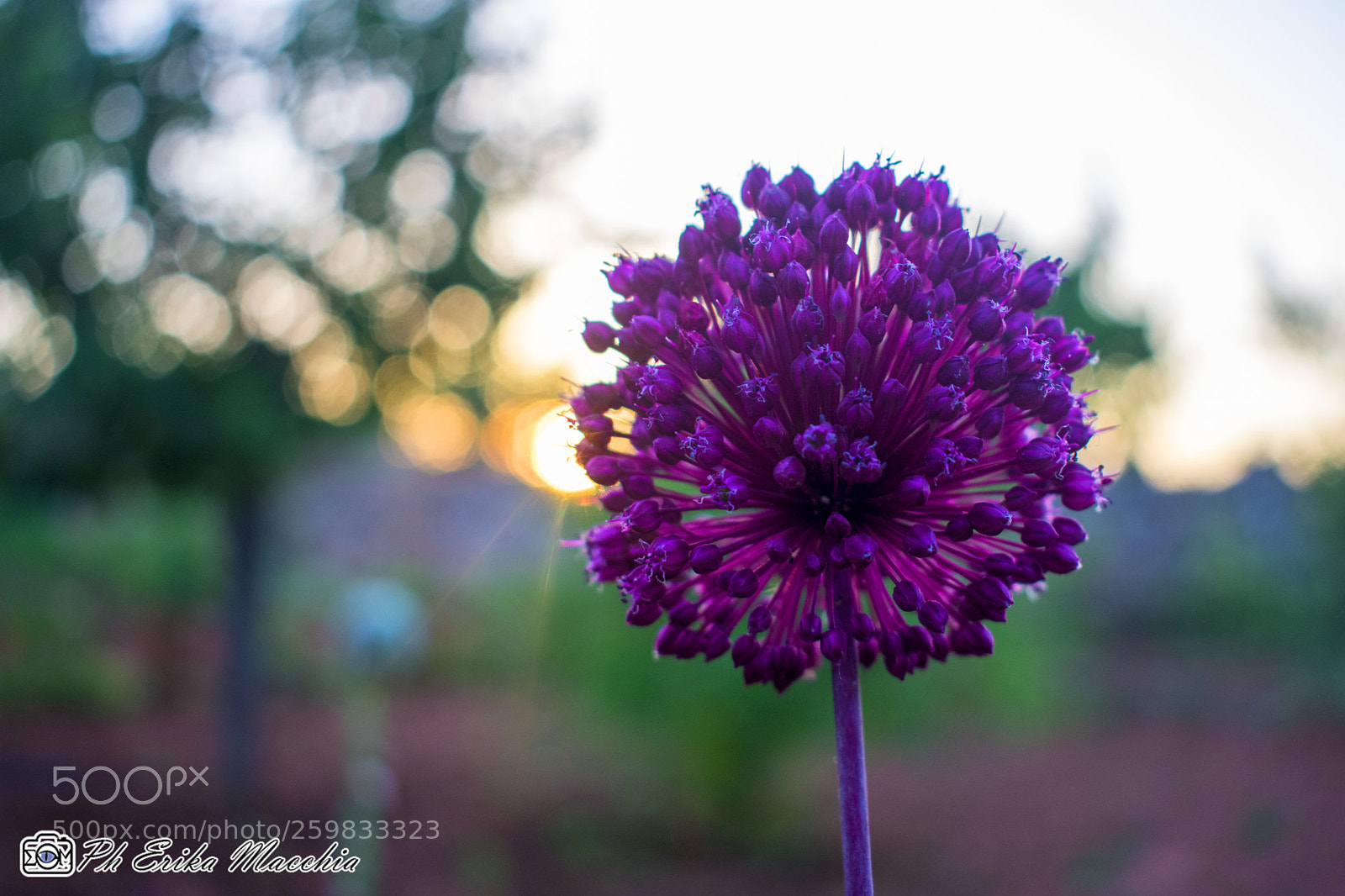 Nikon D3400 sample photo. Purple flower photography