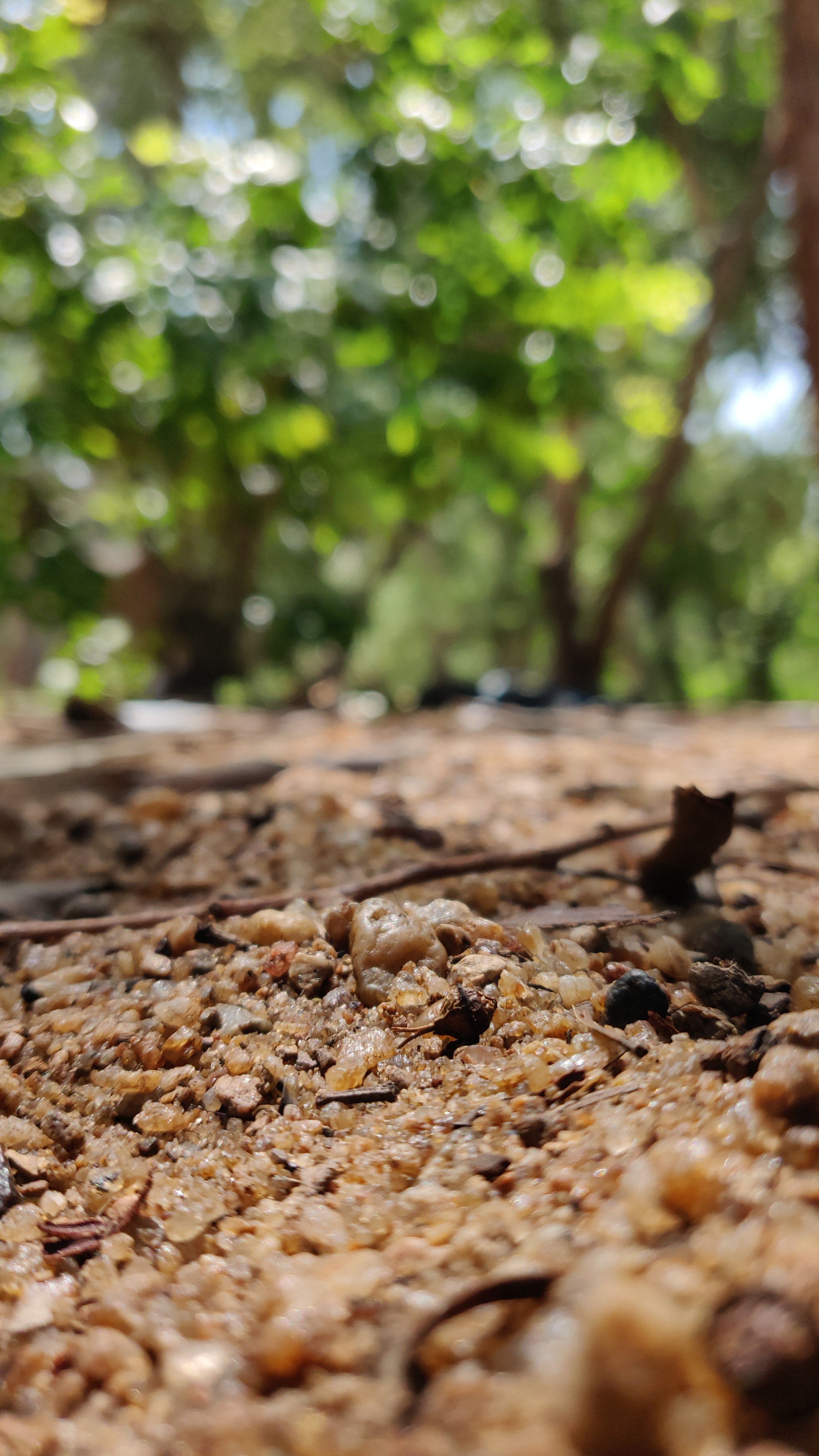 OnePlus A6000 sample photo. Soil shot photography