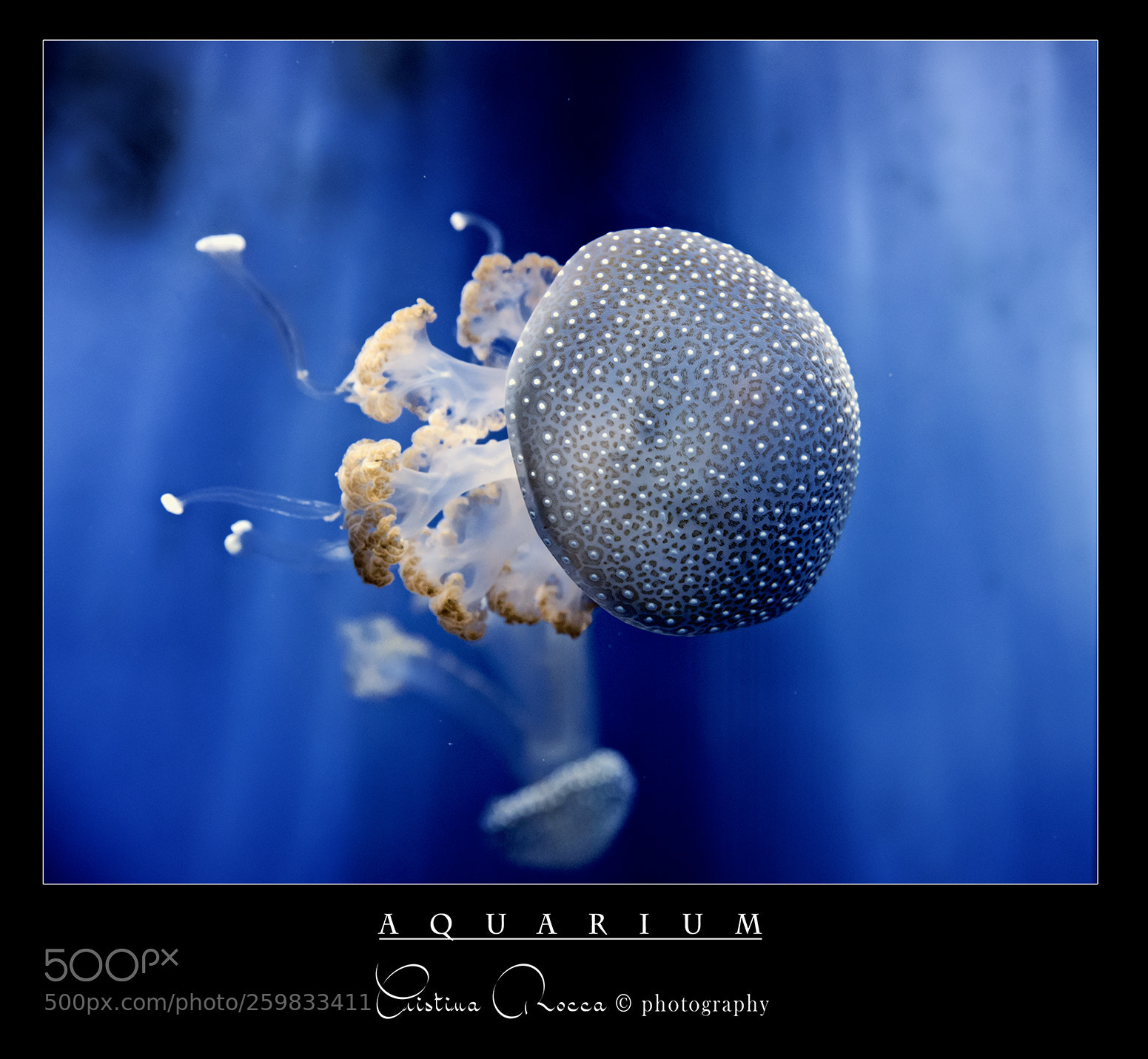 Nikon D750 sample photo. Aquarium photography