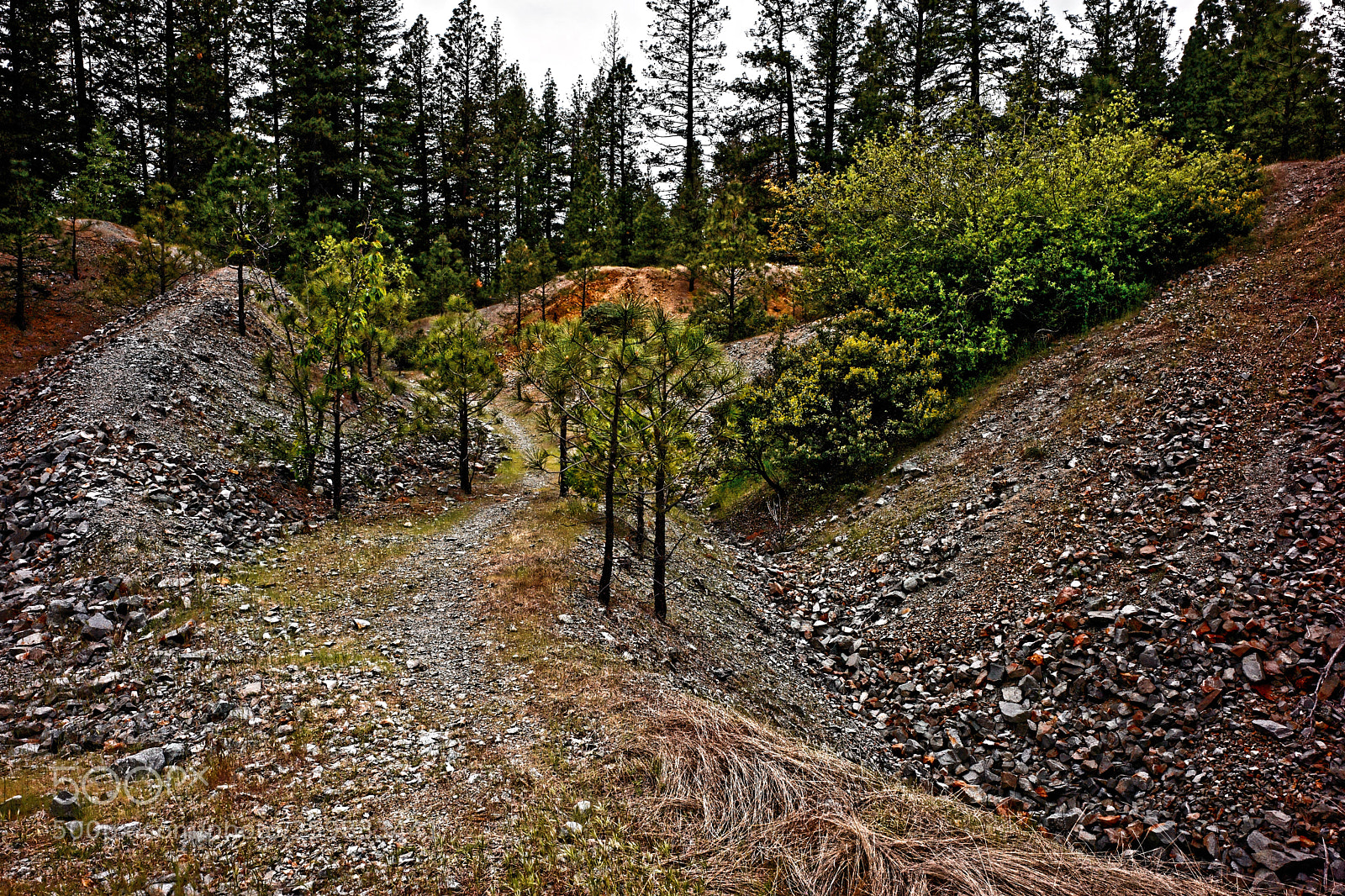 Leica M (Typ 240) sample photo. Pine voluteers-mine tailings photography