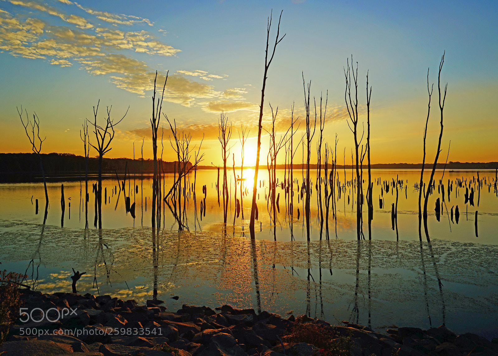 Sony a7R II sample photo. On golden pond (re-edit) photography