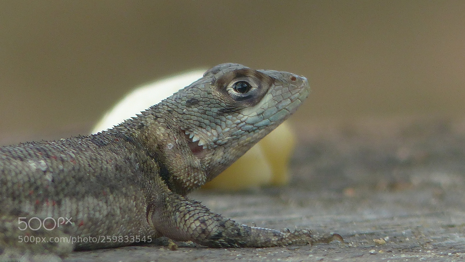 Panasonic Lumix DMC-FZ200 sample photo. Animals photography