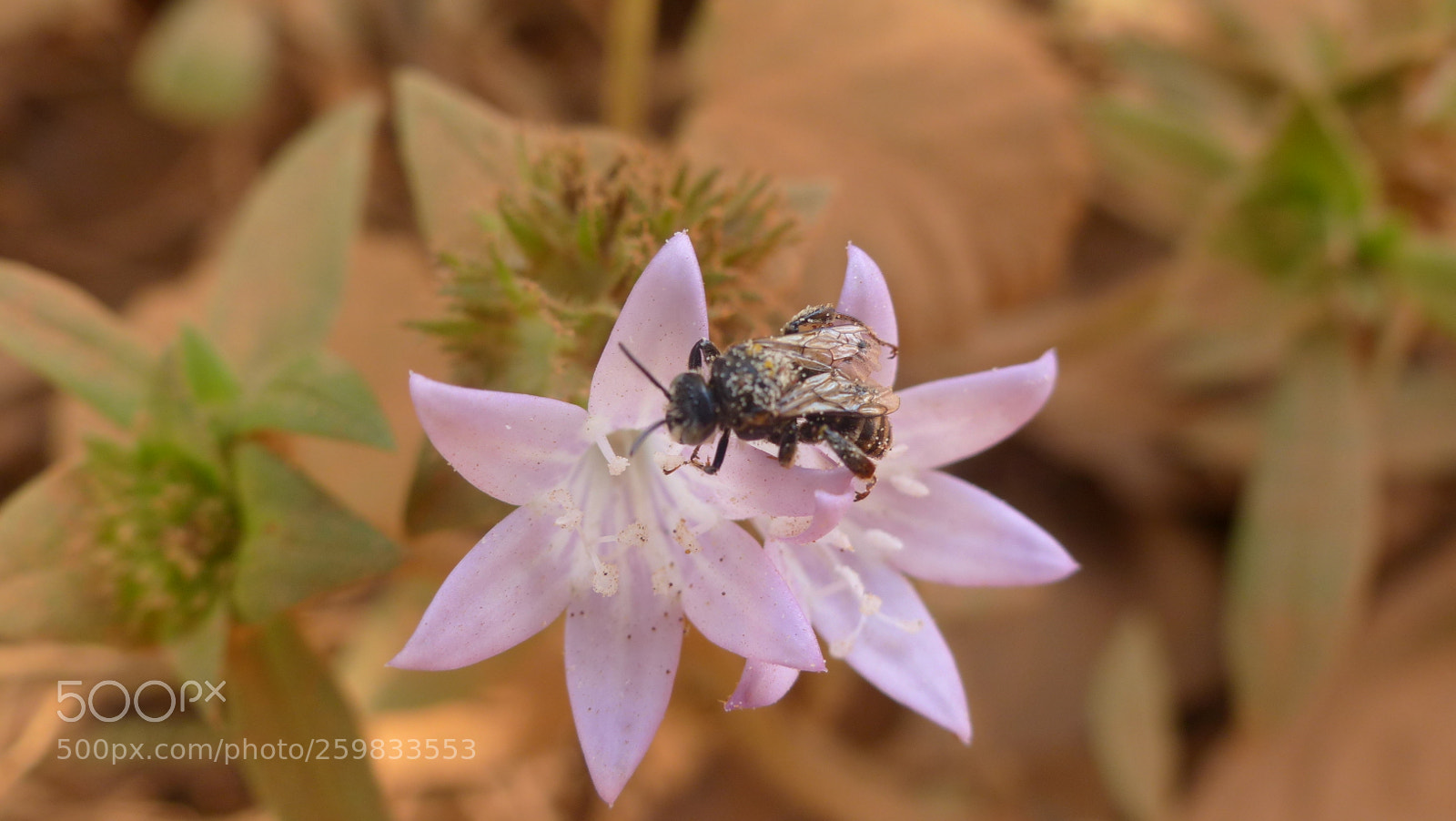Panasonic Lumix DMC-FZ200 sample photo. Bee photography