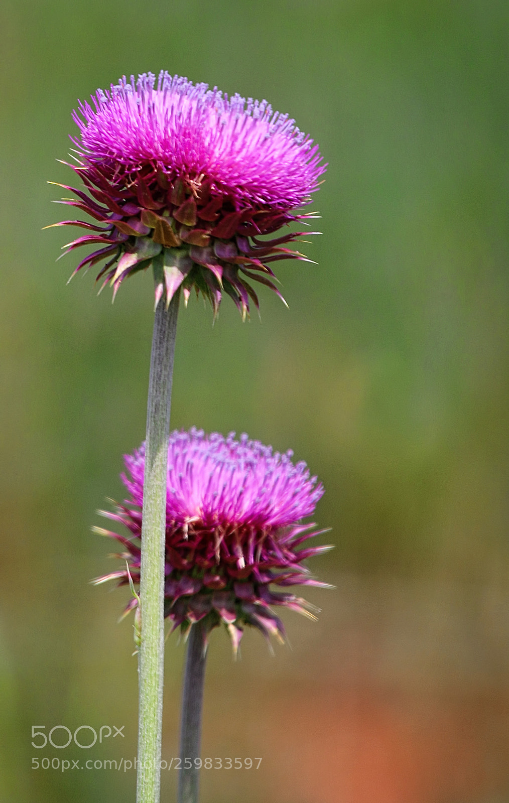 Canon EOS 70D sample photo. Thistle photography